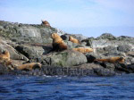 Von Seelöwen bewohnte Felsinsel vor Vancouver Island