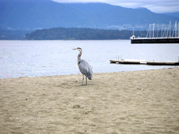 Wildlife am Rande der Gro&szlig;stadt: Ein Reiher blickt auf das K&uuml;stengebirge Vancouvers