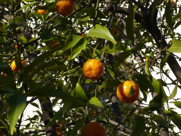 Citrusbaum in der Regi&oacute;n de Metropolitana 