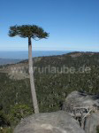 Waldreicher Süden, Parque Nacional Nahuelbuta, Región del Bio-Bio/ Región de la Araucania