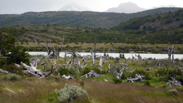 An die Wetterbedingungen angepasst: Steppen und Str&auml;ucher in Patagonien 