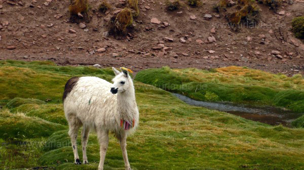 Ein gekennzeichnetes Lama