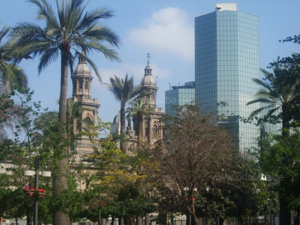 Pflanzen der Plaza de Armas, im Hintergrund die Kathedrale