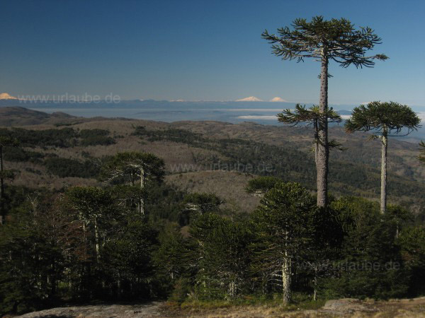Nationalpark Nahuelbuta
