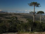 Nationalpark Nahuelbuta