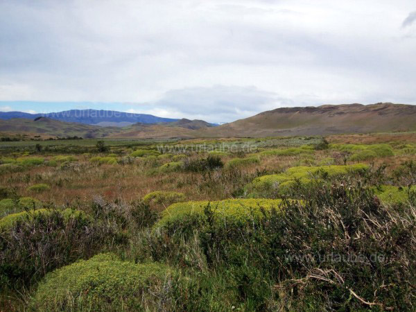 Tiefe Str&auml;ucher in der windgepr&auml;gten Landschaft