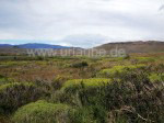 Tiefe Sträucher in der windgeprägten Landschaft