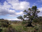 Steppe und einzelne Bäume