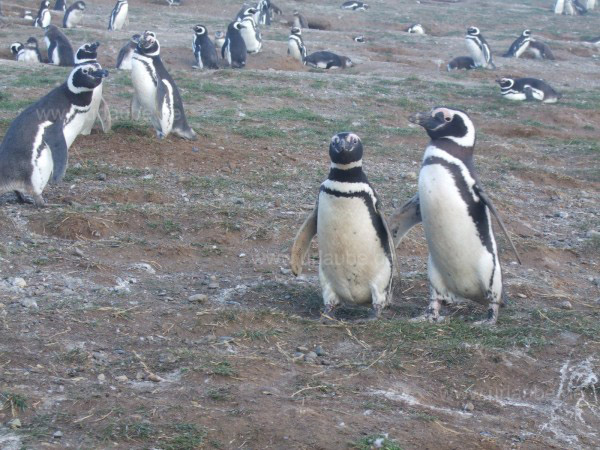 Die Hauptattraktion der Insel: Die Pinguine
