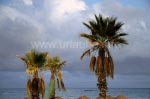 Palmen am Mittelmeerstrand