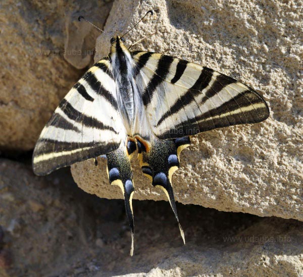 Schmetterling
