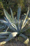 Agave