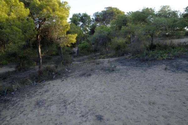 Die D&uuml;nen von Guardamar