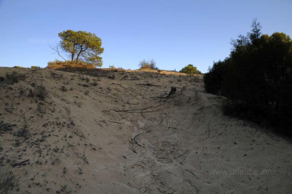 Die D&uuml;nen von Guardamar