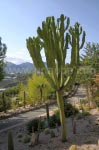 Kaktus im Botanischen Garten von Algar