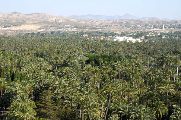Blick &uuml;ber die Palmenhaine in Elche