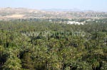 Blick über die Palmenhaine in Elche