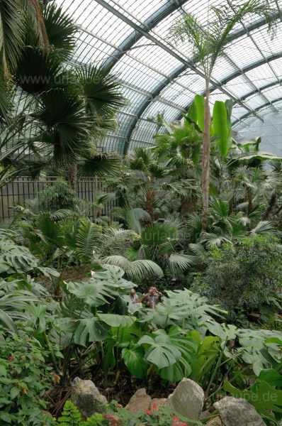 Im Palmenhaus des Palmengartens