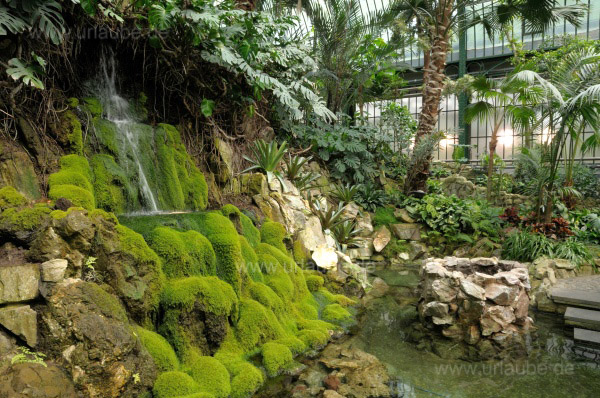 Im Palmenhaus des Palmengartens