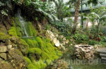 Im Palmenhaus des Palmengartens