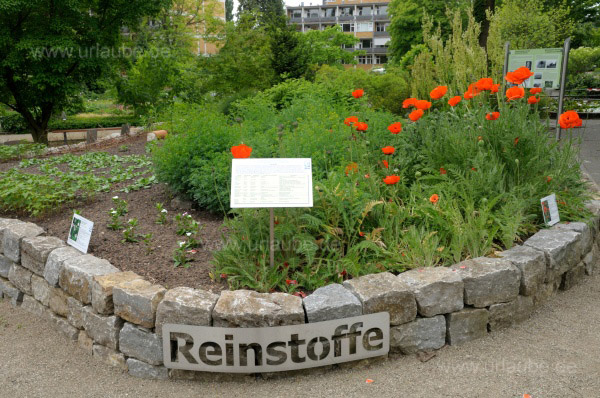 Im Botanischen Garten