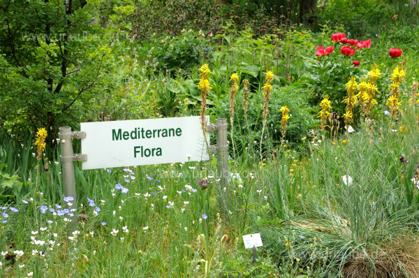 Im Botanischen Garten