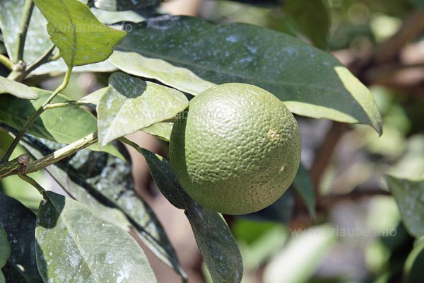 Citrus Sinensis oder auch Orange