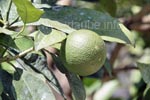 Citrus Sinensis oder auch Orange