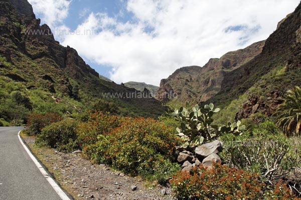 Die Fahrt durch die Barranco de Guayadeque er&ouml;ffnet einem ein spektakul&auml;res Panorama, das einen an amerikanische Canyons erinnert.