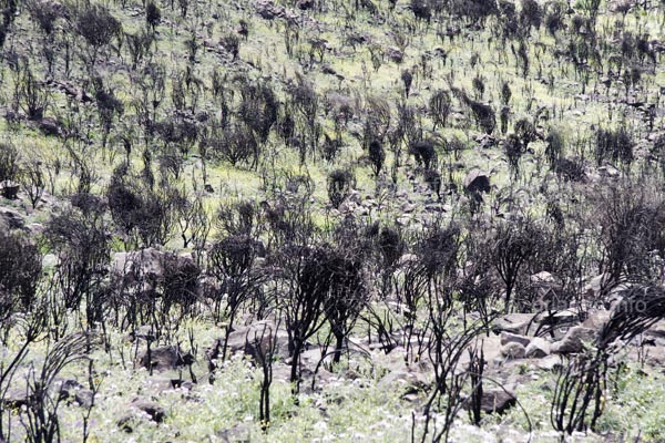 Weite Landschaftsstriche sind in der N&auml;he des Embalse de la Cueva de las Ninas noch von Br&auml;nden verkohlt.