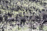 Weite Landschaftsstriche sind in der Nähe des Embalse de la Cueva de las Ninas noch von Bränden verkohlt.