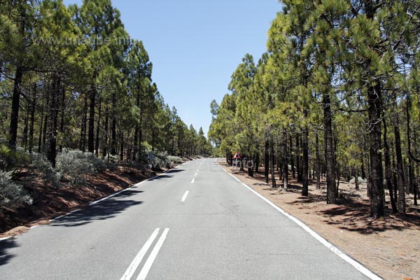 Bis zum Pico de las Nieves f&auml;hrt man von Ingenio aus auf breiten gut ausgebauten Stra&szlig;en.