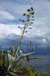 Agave