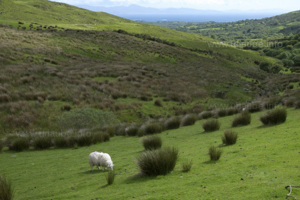 Irland