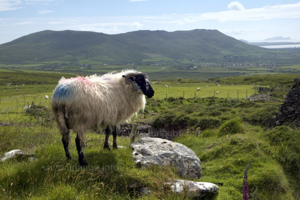 Irland