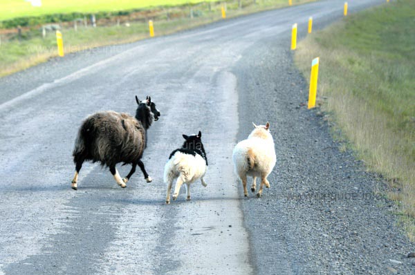 Schafe auf der Fahrbahn