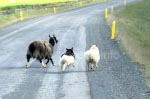 Schafe auf der Fahrbahn