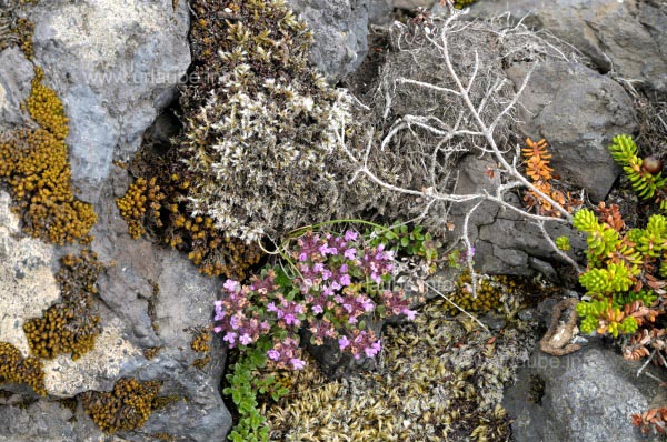 Karge Vegetation