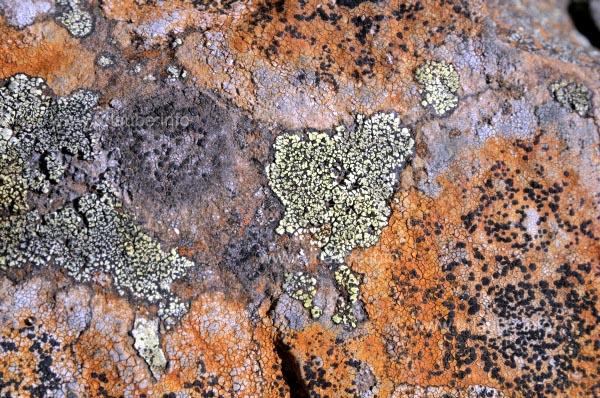 Karge Vegetation: Flechten auf Steinen