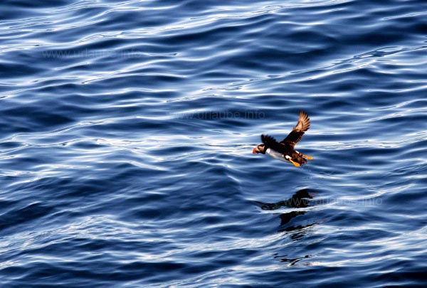 Papageitaucher im Flug