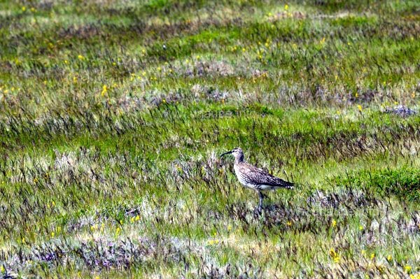 Regenbrachvogel