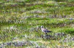 Regenbrachvogel