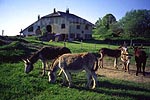 Etwa 7km von dem kleinen Ort La Pesse entfernt der Hof Le Nerbief und seine Esel