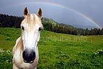 Umgeben von viel Weideland und freien Wiesenflächen, hat Le Nerbief neben seinen Tieren auch noch eine schöne Aussicht zu bieten.