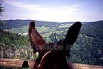 Von der Felskante La Roches Fauconière der Blick auf das Dorf Belleydoux