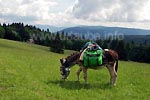 Waldlichtung Sur les Crêtes mit den Ausläufern des südlichen Jura 