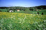 Auf dem Höhenrücken zwischen La Pourvoirie und dem Dorf les Moussieres