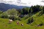 Auf dem Höhenrücken am Ende des Bell Combe kurz vor la Vie Neuve