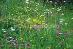 Blühende Wiese im oberen Ruisseau de Chapy 