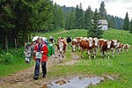 Tierische Begleitung zu Beginn unserer Tagesetappe nach La Grenotte